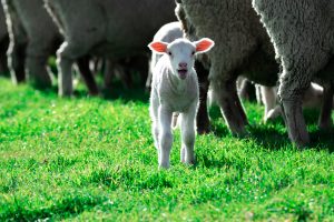 Electronic Sheep Tags Chemvet Australia